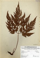 藏品(闊葉骨碎補)的圖片